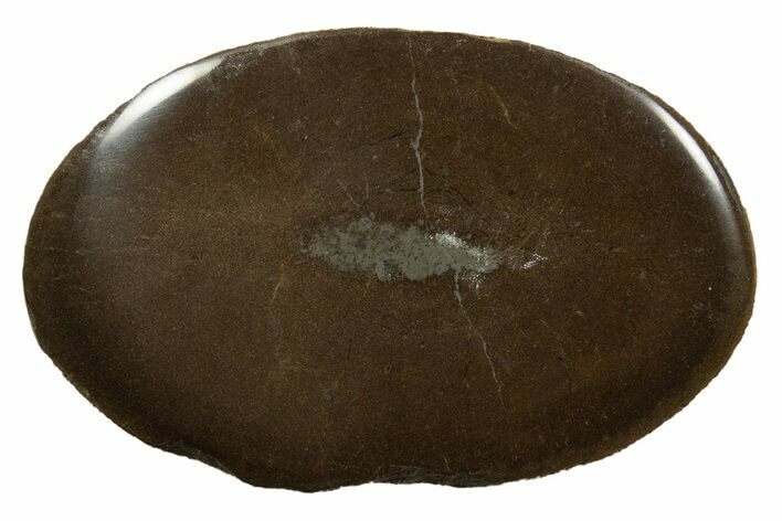 Polished Pliosaur (Stretosaurus) Bone Slab - England #316866